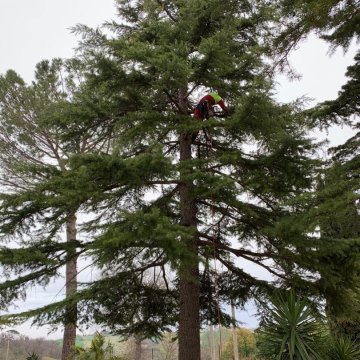 Lavori di potatura tree climbing