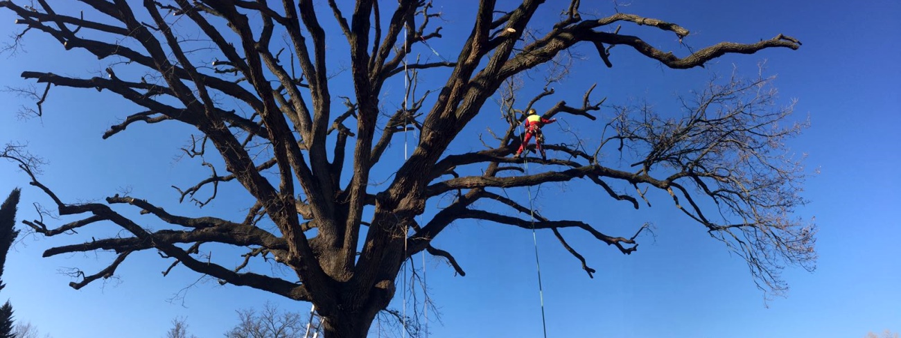 Specializzato nella tecnica del tree climbing