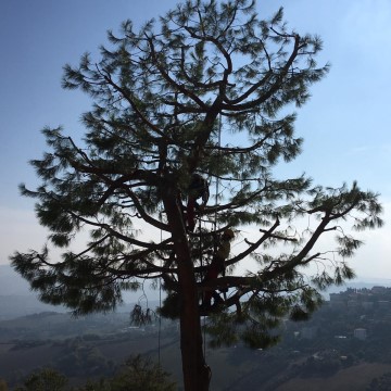 Lavori di potatura tree climbing