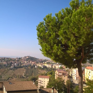 Lavori di potatura tree climbing