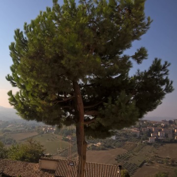 Lavori di potatura tree climbing