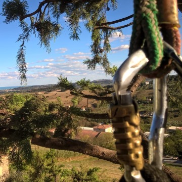 Lavori di potatura tree climbing