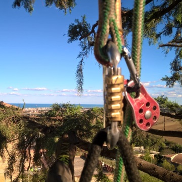 Lavori di potatura tree climbing