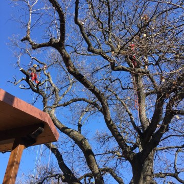Lavori di potatura tree climbing