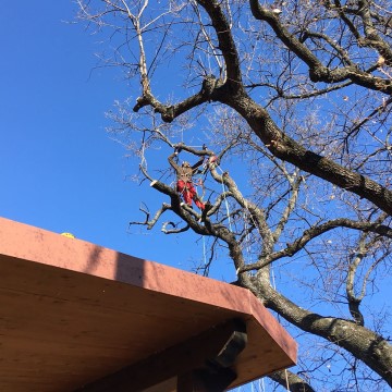 Lavori di potatura tree climbing
