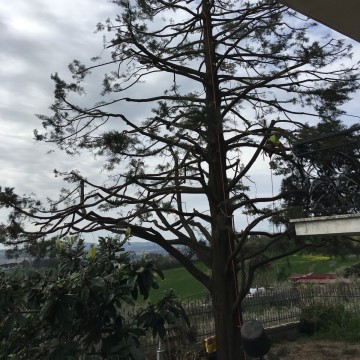 Lavori di potatura tree climbing