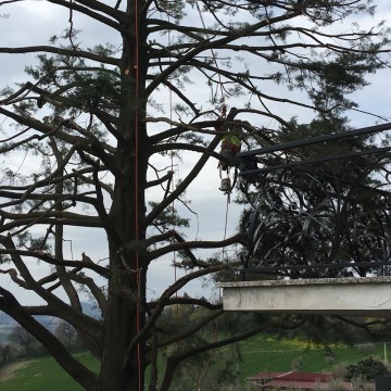 Lavori di potatura tree climbing
