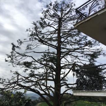 Lavori di potatura tree climbing