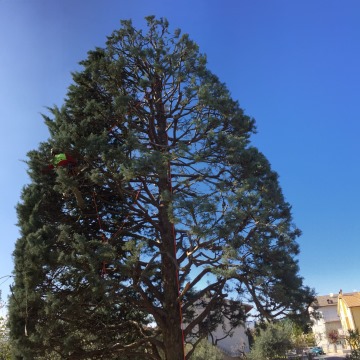 Lavori di potatura tree climbing