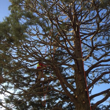 Lavori di potatura tree climbing