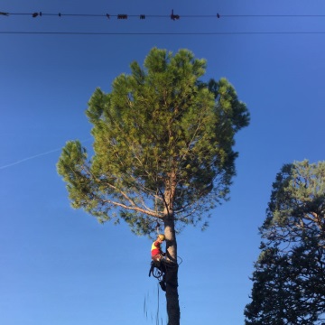 Lavori di potatura tree climbing