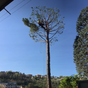 Lavori di potatura tree climbing