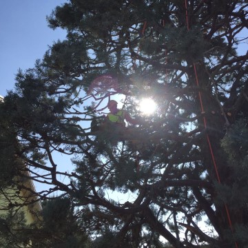 Lavori di potatura tree climbing