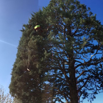 Lavori di potatura tree climbing