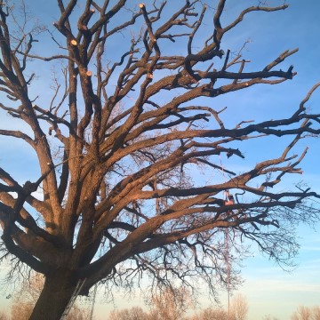 Lavori di potatura tree climbing