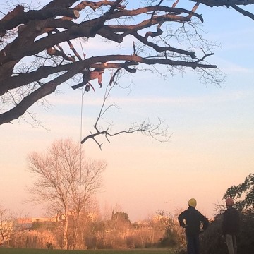 Lavori di potatura tree climbing