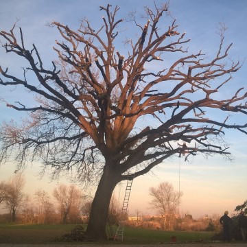 Lavori di potatura tree climbing