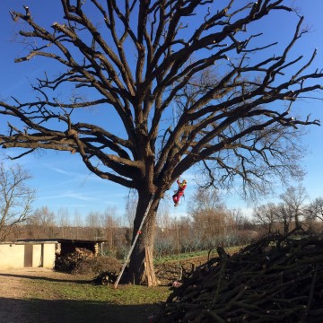 Lavori di potatura tree climbing
