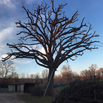 Lavori di potatura tree climbing