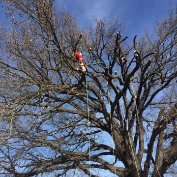 Lavori di potatura tree climbing