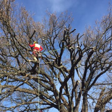 Lavori di potatura tree climbing