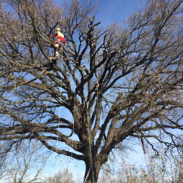 Lavori di potatura tree climbing