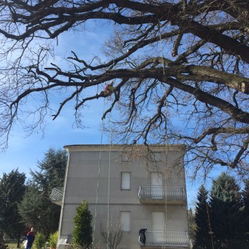 Lavori di potatura tree climbing