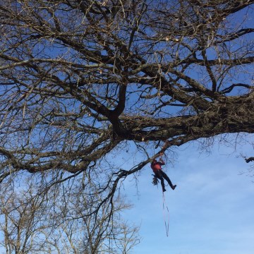 Lavori di potatura tree climbing