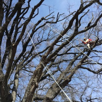 Lavori di potatura tree climbing