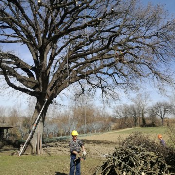 Lavori di potatura tree climbing