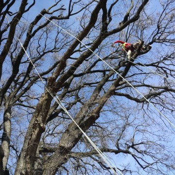 Lavori di potatura tree climbing