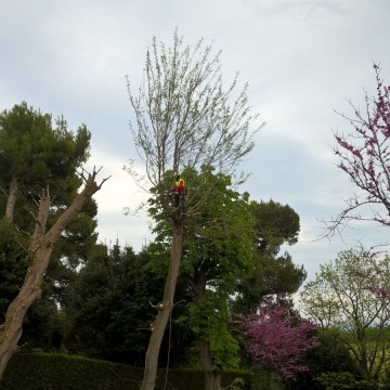 Lavori di potatura tree climbing
