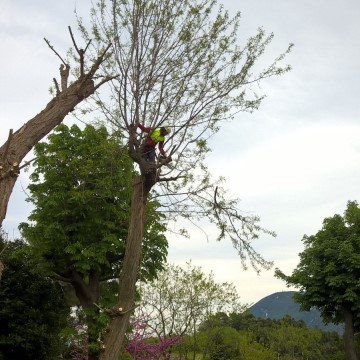 Lavori di potatura tree climbing
