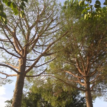 Lavori di potatura tree climbing
