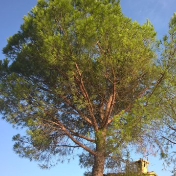 Lavori di potatura tree climbing