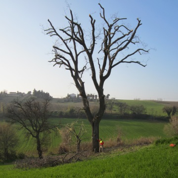 Lavori di potatura tree climbing