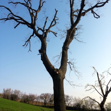 Lavori di potatura tree climbing