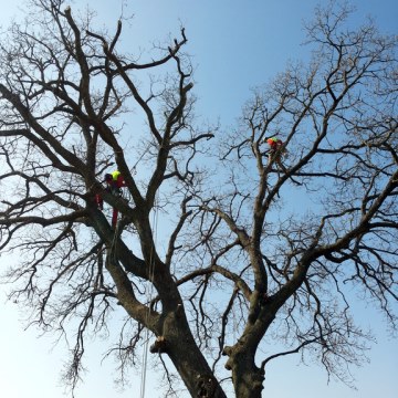 Lavori di potatura tree climbing