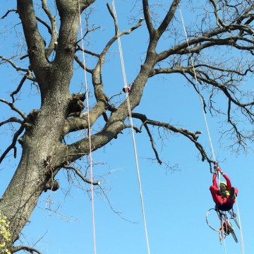 Lavori di potatura tree climbing