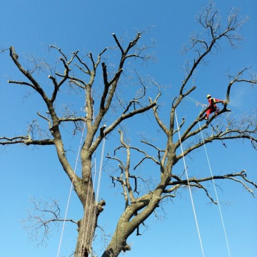 Lavori di potatura tree climbing