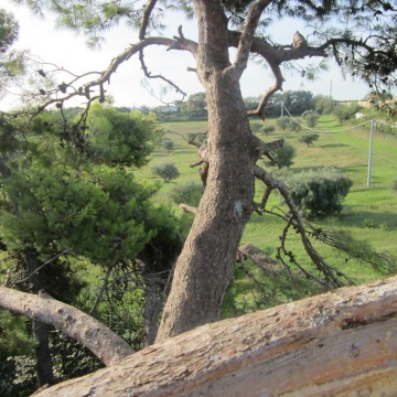 Lavori di potatura tree climbing