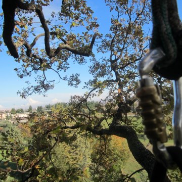Lavori di potatura tree climbing