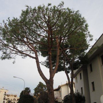 Lavori di potatura tree climbing