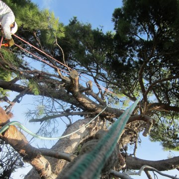 Lavori di potatura tree climbing