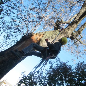 Lavori di potatura tree climbing
