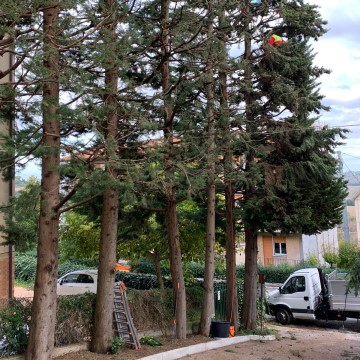 Lavori di potatura tree climbing