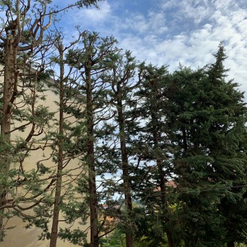 Lavori di potatura tree climbing