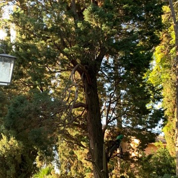 Lavori di potatura tree climbing