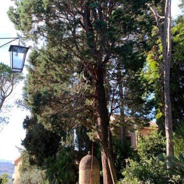 Lavori di potatura tree climbing