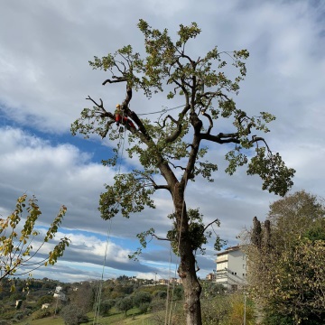 Lavori di potatura tree climbing